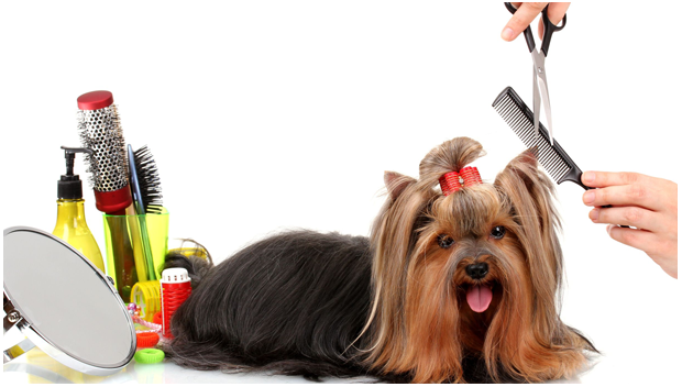 Grooming for Pets