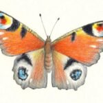 Drawing: g0stygfoby4 = Butterfly