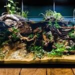 Building a Stunning Aquarium with Live Plants and Fish